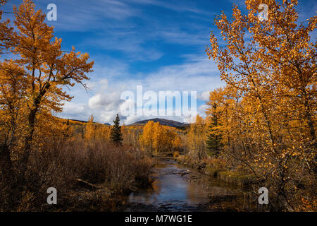 Golden Aspen im Herbst entlang der South Fork Cut Bank Creek, Montana Stockfoto