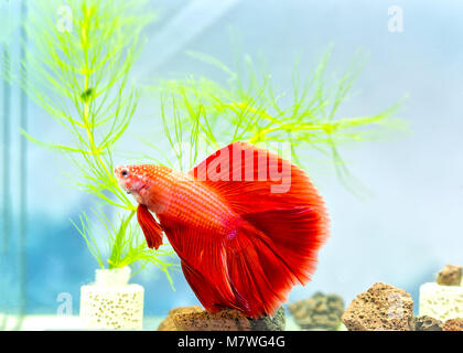 Halfmoon betta Bunte schwimmen im Aquarium. Dies ist eine Art von Zierfischen verwendet die Szene im Haus zu verzieren Stockfoto