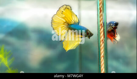 Halfmoon betta Bunte schwimmen im Aquarium. Dies ist eine Art von Zierfischen verwendet die Szene im Haus zu verzieren Stockfoto