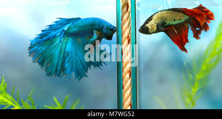 Halfmoon betta Bunte schwimmen im Aquarium. Dies ist eine Art von Zierfischen verwendet die Szene im Haus zu verzieren Stockfoto