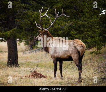 Bull elk in Rut, Yellowstone National Park, Wyoming Stockfoto