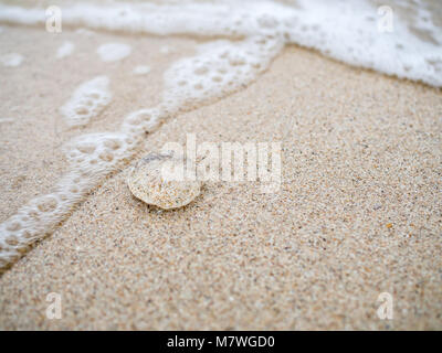 Kleine Quallen am Sandstrand Stockfoto