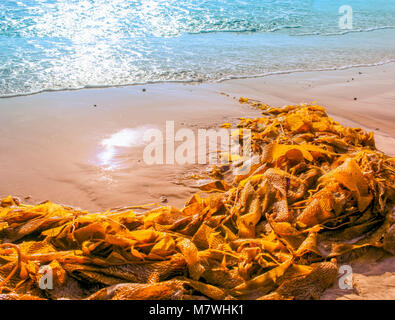 Algen auf goldenen Sandstrand mit hellen blauen Wellen des Ozeans auf hellen, sonnigen Tag gewaschen. Stockfoto