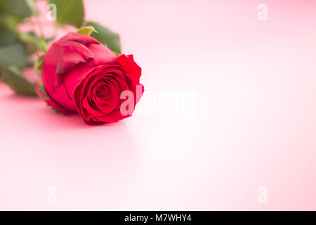 Red Rose Blume auf rosa Hintergrund. Stockfoto