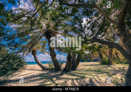 Der Palmenwald von Vai ist eine der beliebtesten Sehenswürdigkeiten in Kreta. Es zieht jedes Jahr tausende Besucher an. Sie kommen nicht nur für seine wunderbare Pa Stockfoto