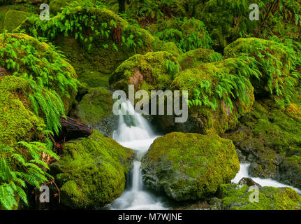 Fällt, Cataract Canyon, Mount Tamalpais, Marin County, Kalifornien Stockfoto