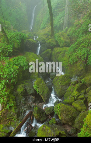 Fällt, Cataract Canyon, Mount Tamalpais, Marin County, Kalifornien Stockfoto