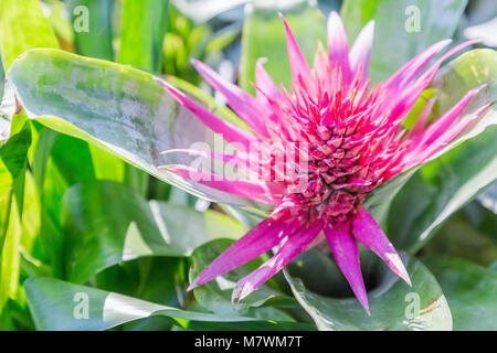 Schöne Bromelie in schattierten Paradies. Bromelie Blume in verschiedenen Farbe im Garten. Bromelie für Postkarte Schönheit Dekoration und Landwirtschaft Design. Stockfoto