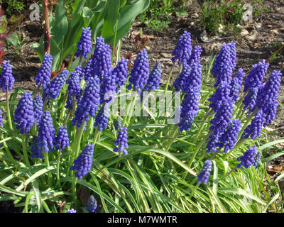 Traubenhyazinthen, Pärlhyacint (Muscari botryoides) Stockfoto