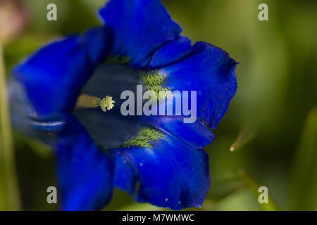 Stemless Alpgentiana Enzian (Gentiana acaulis) Stockfoto