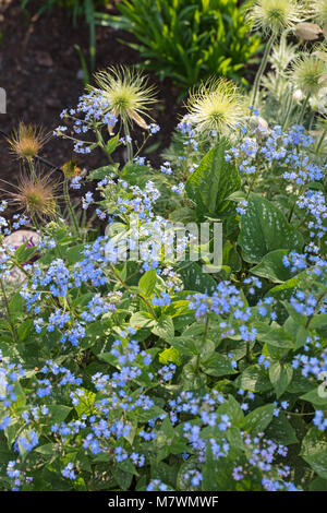 'Jack Frost' Sibirische Bugloss, Kaukasisk förgätmigej (brunnera Macrophylla) Stockfoto