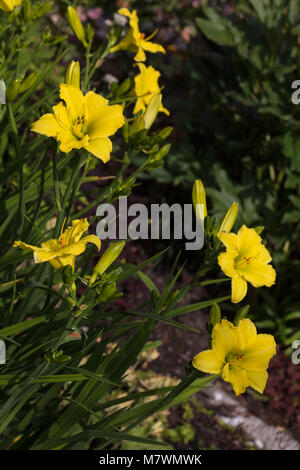 'Green Flutter' Daylily, Daglilja (Hemerocallis) Stockfoto