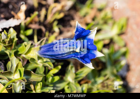 Stemless Alpgentiana Enzian (Gentiana acaulis) Stockfoto