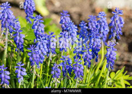 Traubenhyazinthen, Pärlhyacint (Muscari botryoides) Stockfoto