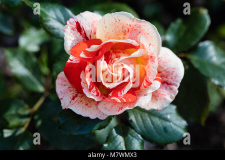 "Hanky Panky" Floribunda Rose, Floribundaros (Rosa) Stockfoto