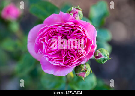 "Baronin Floribunda Rose, Floribundaros (Rosa) Stockfoto