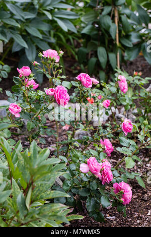 "Baronin Floribunda Rose, Floribundaros (Rosa) Stockfoto