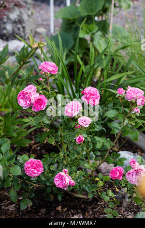 "Baronin Floribunda Rose, Floribundaros (Rosa) Stockfoto