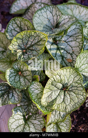 'Jack Frost' Sibirische Bugloss, Kaukasisk förgätmigej (brunnera Macrophylla) Stockfoto