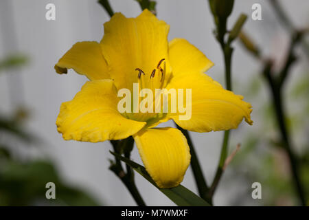 'Green Flutter' Daylily, Daglilja (Hemerocallis) Stockfoto