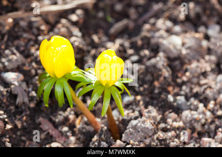 Winter aconite, Vintergäck (Eranthis hyemalis) Stockfoto
