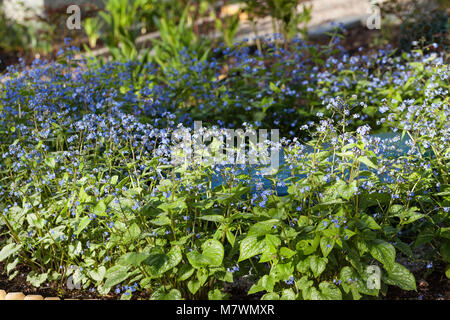 'Jack Frost' Sibirische Bugloss, Kaukasisk förgätmigej (brunnera Macrophylla) Stockfoto