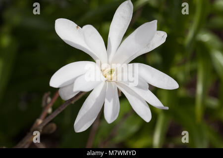 Star Magnolia, Stjärnmagnolia (Magnolia stellata) Stockfoto