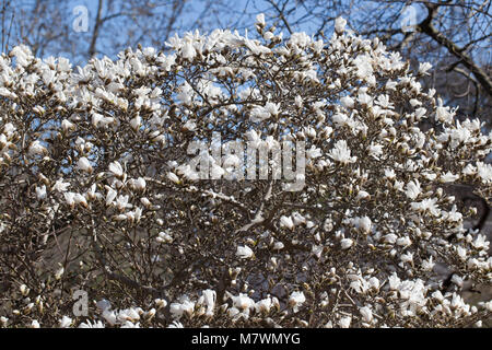 Star Magnolia, Stjärnmagnolia (Magnolia stellata) Stockfoto