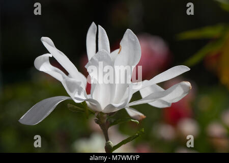 Star Magnolia, Stjärnmagnolia (Magnolia stellata) Stockfoto