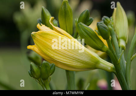 'Green Flutter' Daylily, Daglilja (Hemerocallis) Stockfoto