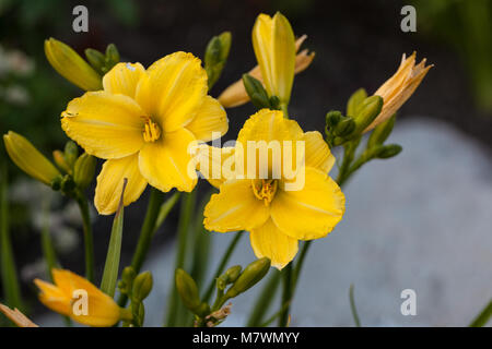 'Green Flutter' Daylily, Daglilja (Hemerocallis) Stockfoto