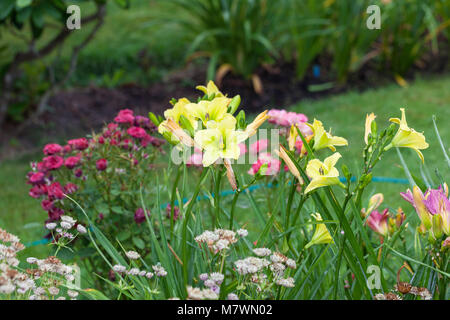 'Green Flutter' Daylily, Daglilja (Hemerocallis) Stockfoto