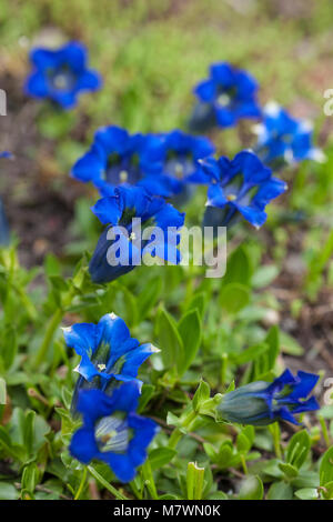 Stemless Alpgentiana Enzian (Gentiana acaulis) Stockfoto