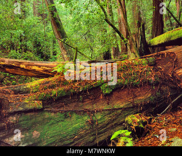 Gefallenen Rotholz, Muir Woods National Monument, Marin County, Kalifornien Stockfoto