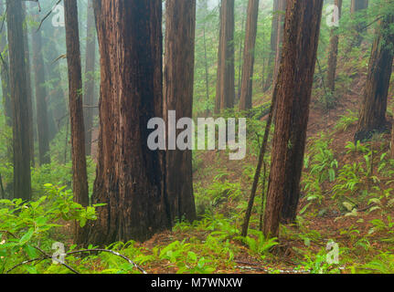 Küstennebel, Mammutbäume, Sequoia sempervirens, Muir Woods National Monument, Marin County, Kalifornien Stockfoto