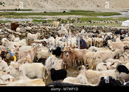 Zuflucht der Changpa sind ein semi-nomadischen Tibeter vor allem in dem Changtang in Ladakh und in Jammu und Kaschmir. Indien Stockfoto