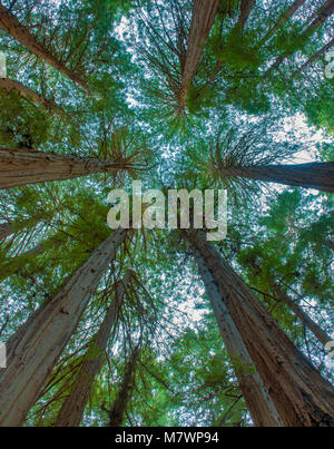 Kathedrale Ring, Mammutbäume, Sequoia Sempervirens, Muir Woods National Monument, Marin County, Kalifornien Stockfoto