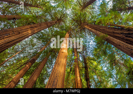 Kathedrale Ring, Mammutbäume, Sequoia sempervirens, Muir Woods National Monument, Marin County, Kalifornien Stockfoto