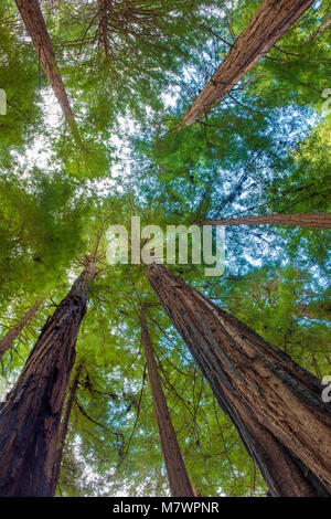 Kathedrale Ring, Mammutbäume, Sequoia sempervirens, Muir Woods National Monument, Marin County, Kalifornien Stockfoto