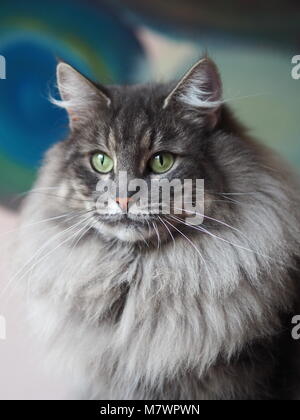 Majestic Blue Tabby Norwegische Waldkatze Katze Stockfoto