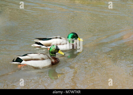 Zwei männliche Stockenten schwimmen ina Stream Stockfoto