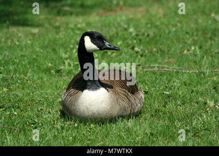 Eine kanadische Gans ruht auf einem Rasen Stockfoto