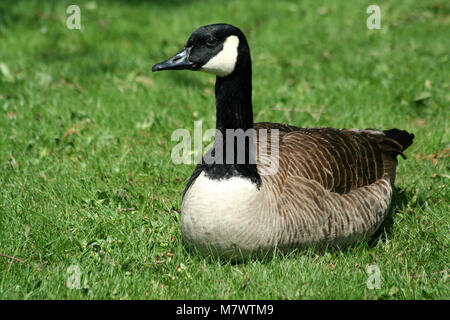 Eine kanadische Gans ruht auf einem Rasen Stockfoto