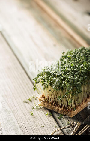 Gartenkresse, junge Pflanzen. Stockfoto