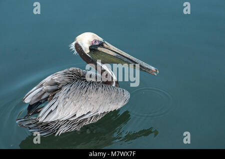 Brauner Pelikan (Pelecanus Occidentalis) Stockfoto