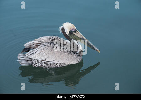 Brauner Pelikan (Pelecanus Occidentalis) Stockfoto