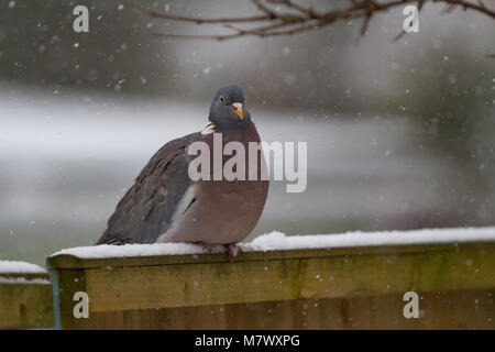 Woodpigeon. Columba palumbus. Portrait von einzelnen Erwachsenen auf dem Garten Zaun im Schnee gehockt. West Midlands. Britische Inseln. Stockfoto