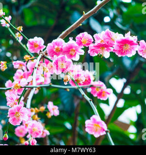 Vibrant pink spring blossoms in Japan. Nahaufnahme von Branchen mit saisonal Frühling leuchtend rosa, gelb und weiß Japanische Blüten geladen. Stockfoto