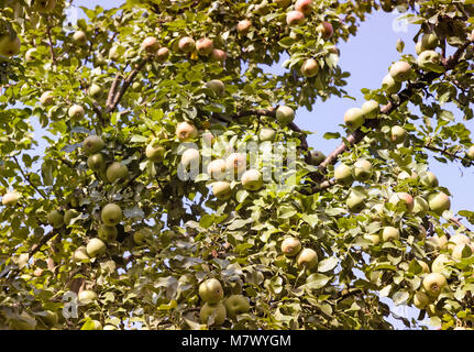 Reife Birnen auf den Ästen eines Baumes. Stockfoto