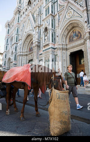 Pferd frisst Stroh aus einem nosebag in Piazza del Duomo vor der Basilika, Florenz, Toskana, Italien Stockfoto